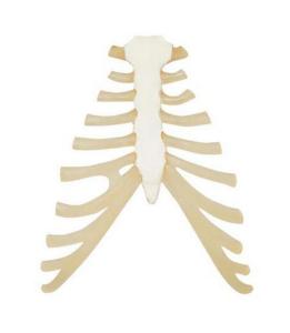 3B Scientific® Individual Bones