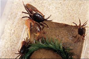 Ward's® Live Fiddler Crabs (<i>Uca sp.</i>)