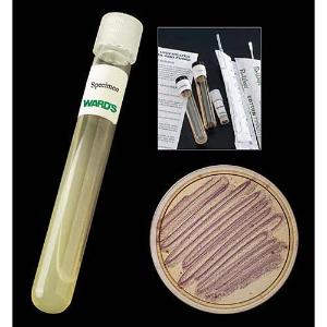Staphylococcus aureus Slide, w.m.: Science Lab Microbiology Supplies: : Industrial & Scientific