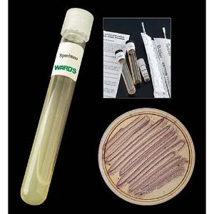 Ward's® Live <i>Bacillus subtilis</i> Culture