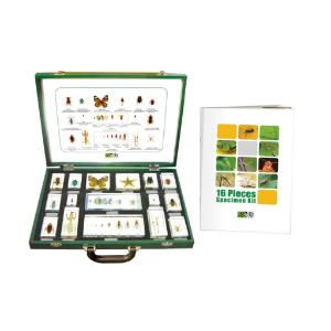 Insects 16 Piece Set