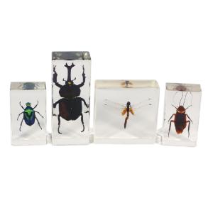 Realbug Kids: Insect Embedment Set