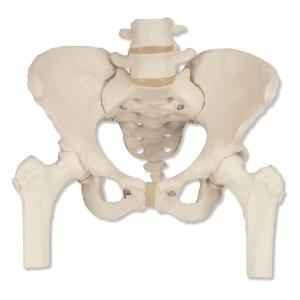 3B Scientific® Female Pelvis And Femur Heads