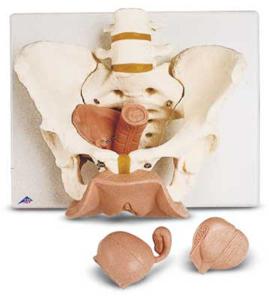 Human Anatomy Models: 3-Part Female Pelvis Anatomical Model, 3B Smart  Anatomy