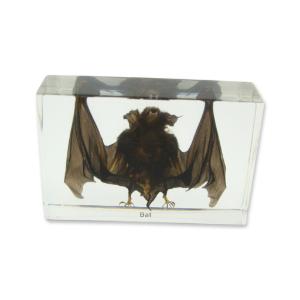 Bat