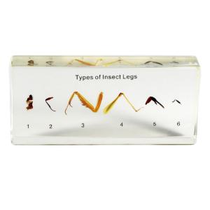 Types Of Insect Legs