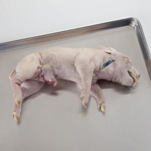 Ward's® Preserved Fetal Pigs: Single Injected