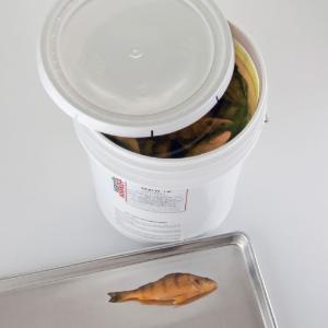 Ward's® Preserved Freshwater Perch