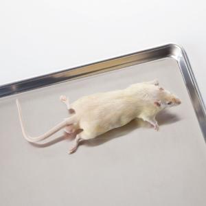 Ward's® Preserved Rats