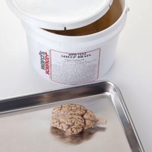 Ward's® General Dissection Sheep Brains