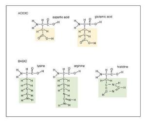 Amino Acids, Set of 20