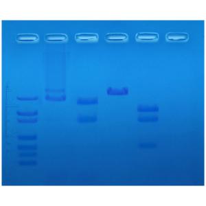 Restriction enzyme mapping