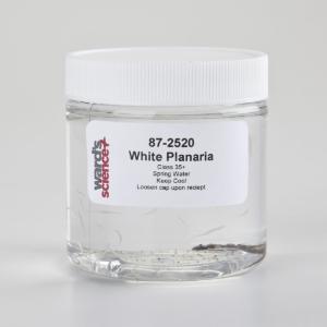 Ward's® Live White Planaria <i>(Procotyla fluviatilis)</i>
