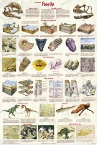 Introduction to Fossils Chart | Ward's Science