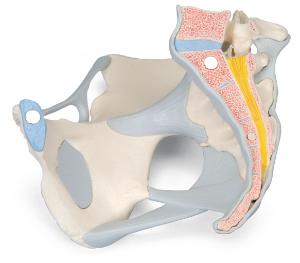 3B Scientific® Female Pelvis Models