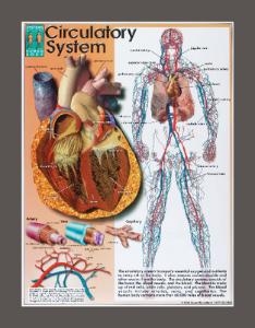 Systems Of The Human Body Chart Set