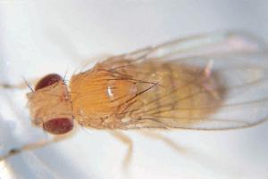Ward's® Live <i>Drosophila melanogaster</i> - Chromosome III Mutants