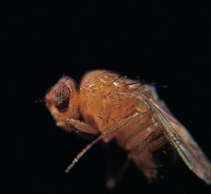 Ward's® Live <i>Drosophila melanogaster</i> - Chromosome III Mutants