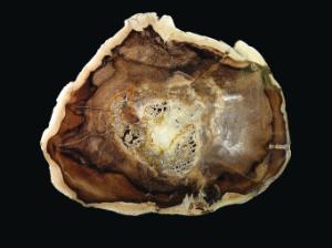 Petrified Wood (Tertiary)
