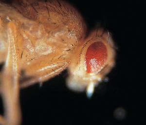 Chromosome IV Mutants, Live Drosophila (Fruit Fly)