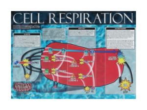 Cell Energy Posters