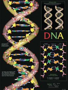 BioCam Cell Structure And Function Charts