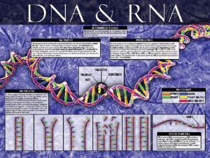 Cells: Structure, Function and Processes Posters