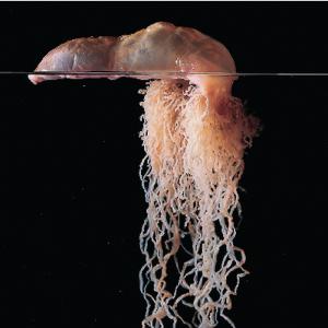 Portuguese Man-of-War