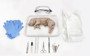 Fetal pig dissection kit