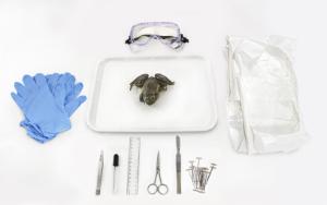 Frog dissection kit
