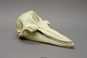 Dolphin Skull