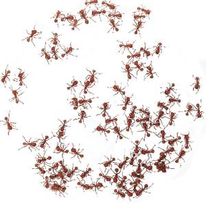 Ward's® Live Harvester Ants (<i>Pogonomyrmex barbatus</i>)