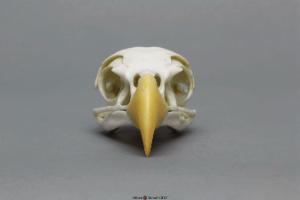 Bald Eagle Skull