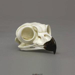 Great Horned Owl Skull