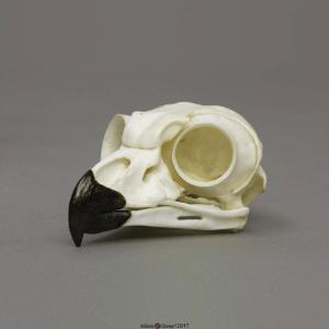 Great Horned Owl Skull