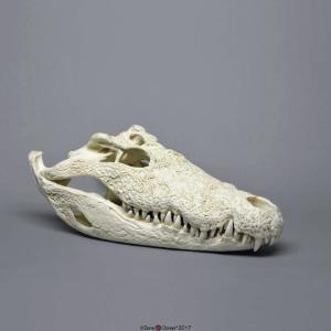 Nile Crocodile Skull