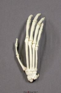 Siamang Hand