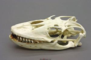 Komodo Dragon Skull