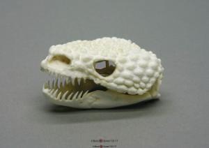 Gila Monster Skull