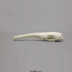 Giant Anteater Skull