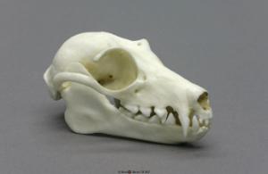 Fruit Bat Skull