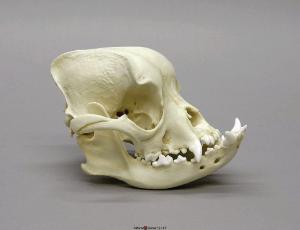 English Bulldog Skull