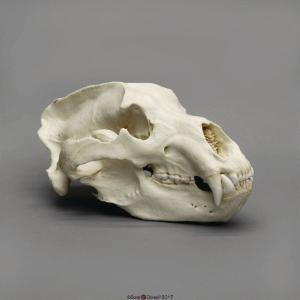 Kodiak Grizzly Bear Skull