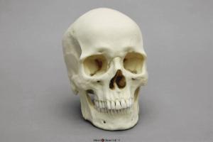 Human Male European Skull