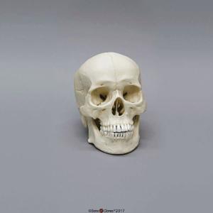 Human Male Asian Skull