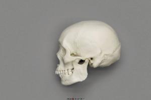 Human Male African Skull