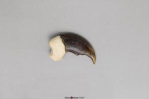 Polar Bear Claw