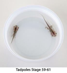 Ward's® Live African Clawed Frogs and Food (<i>Xenopus laevis</i>)