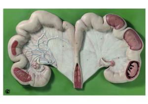 Somso® Uterus of the Pig with Fetus Model