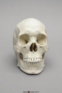 Human Male Asian Skull